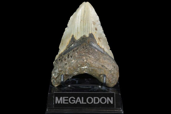 Fossil Megalodon Tooth - North Carolina #101307